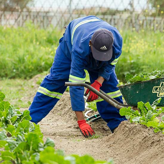 man gardening